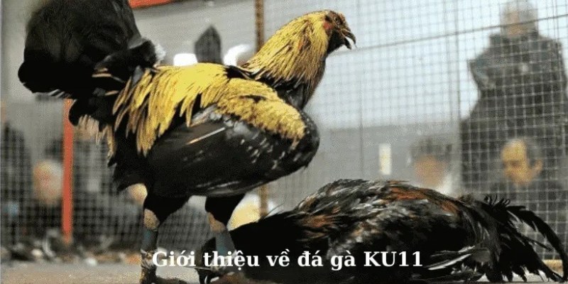 Đá gà KU11